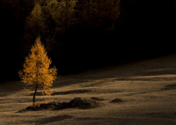 le-piu-belle-foreste-ditalia-ecco-i-vincitori-del-concorso-fotografico-pefc