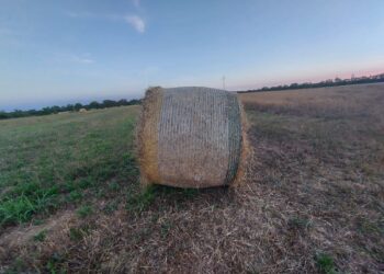 banca-nazionale-delle-terre-20000-ettari-allasta