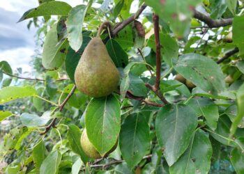 agricoltura-comparto-virtuoso-per-contratti-collettivi-e-retribuzioni