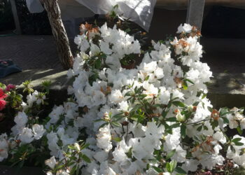 biologico-luce-verde-per-il-nuovo-regolamento