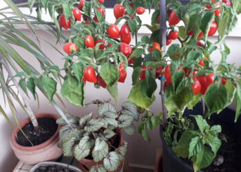 pac-del-futuro-in-vista-parecchi-tagli