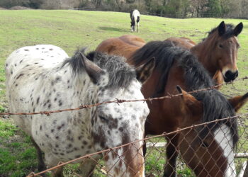 citta-sempre-piu-popolose-e-rischi-ambientali-piu-alti