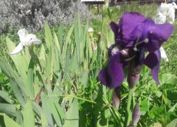 giornata-del-clima-iniziative-a-scuola-per-salvare-il-pianeta