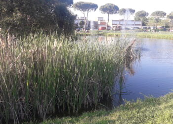 ambiente-cosa-puo-fare-lo-sport