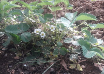 mipaaf-obiettivo-domande-grafiche-raggiunto