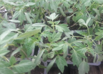 agroalimentare-italiano-la-crisi-lo-ha-reso-piu-forte