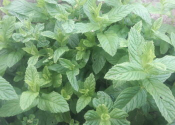 a-bologna-30-anni-di-biologico