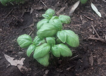 urbino-parte-il-corso-per-la-produzione-bio
