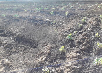 agricoltura-crescono-gli-occupati