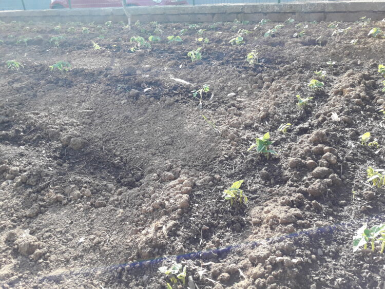 agricoltura-crescono-gli-occupati