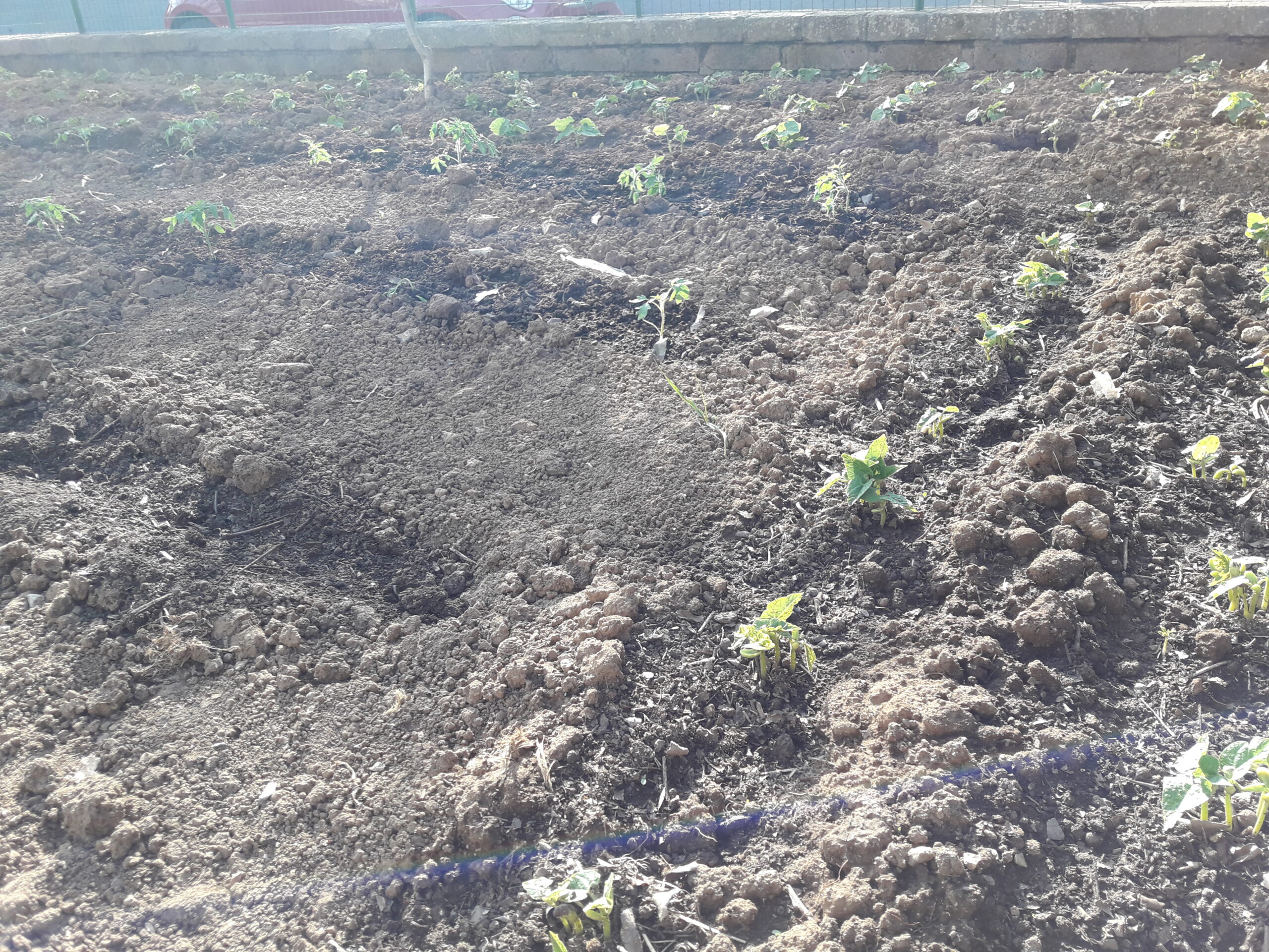 agricoltura-crescono-gli-occupati