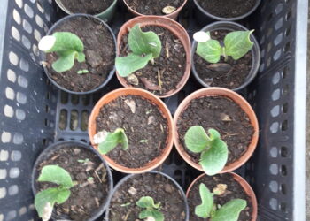 assicurazioni-agricole-piu-interessanti-nel-2018