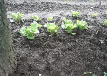 biologico-crescita-senza-fine-in-Italia