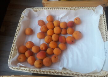 frutta-e-verdura-andamento-stagionale-abbastanza-positivo