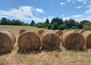 riunito-il-tavolo-del-partenariato-sulla-pac-luci-ce