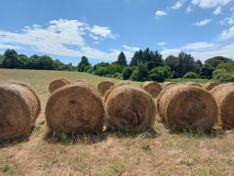 riunito-il-tavolo-del-partenariato-sulla-pac-luci-ce