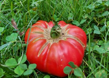 biologico-in-italia-cresce-produzione-e-consumo