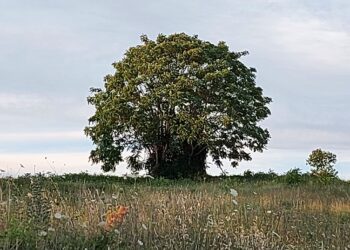 le-piante-si-proteggono-dal-troppo-sole-grazie-a-speciali-proteine-interruttore