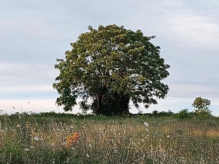 le-piante-si-proteggono-dal-troppo-sole-grazie-a-speciali-proteine-interruttore