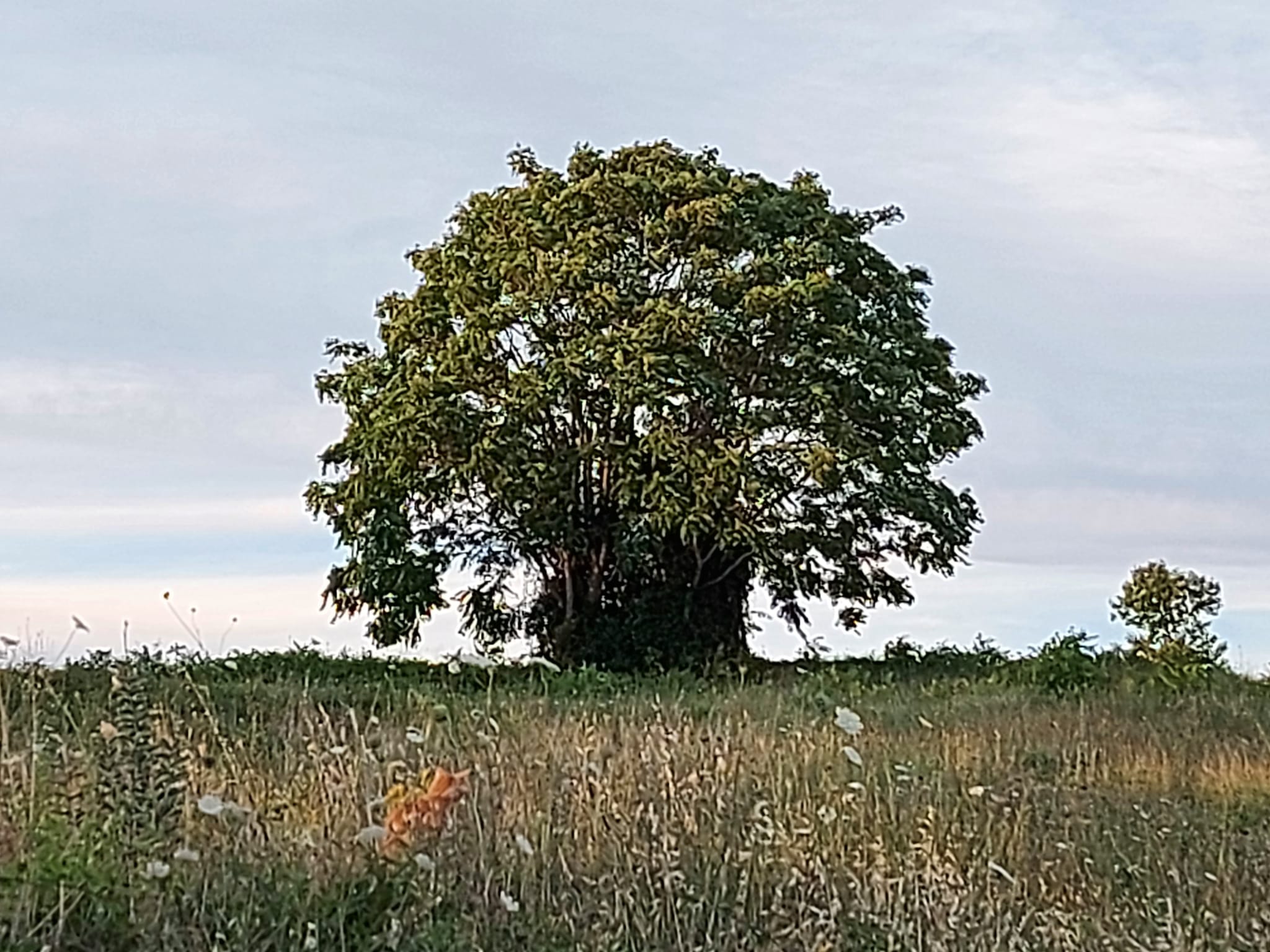le-piante-si-proteggono-dal-troppo-sole-grazie-a-speciali-proteine-interruttore