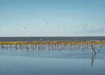 sardegna-isolotti-artificiali-realizzati-con-i-gusci-delle-cozze