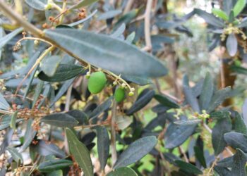 biologico-rush-finale-per-la-legge-a-febbraio