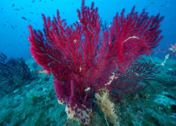 portofino-i-tesori-sommersi-minacciati-dai-cambiamenti-climatici