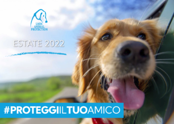 animali-domestici-il-vademecum-per-difenderli-dal-caldo