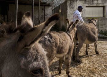 ragusa-la-storia-di-abdi-e-il-sogno-di-un-campo-di-datteri