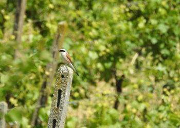 vigneti-ecosostenibili-piccoli-accorgimenti-gestionali-favoriscono-farfalle-e-uccelli-a-beneficio-anche-della-viticoltura