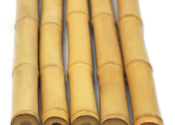 la-coltivazione-del-bambu-nuove-opportunita-per-il-mondo-agricolo