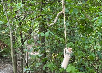 alla-scoperta-degli-alberi-parlanti-nel-parco-naturale-boschi-di-carrega-pr