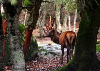 il-wwf-italia-festeggia-i-suoi-primi-50-anni