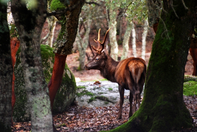 il-wwf-italia-festeggia-i-suoi-primi-50-anni