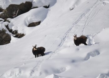 meno-uno-ai-cento-anni-del--parco-nazionale-gran-paradiso