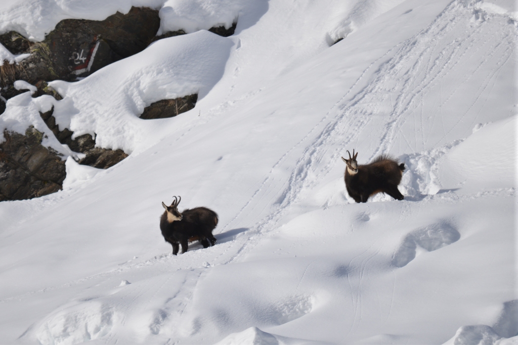 meno-uno-ai-cento-anni-del--parco-nazionale-gran-paradiso