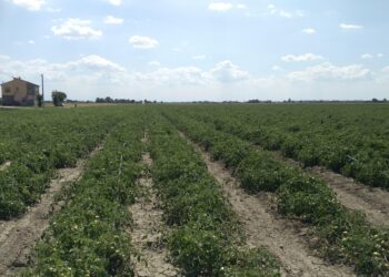 ambiente-scarti-degli-allevamenti-contro-la-desertificazione