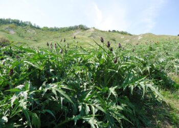 un-maggio-da-gustare-con-il-carciofo-moretto-di-brisighella