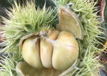 vallerano-sedicesima-edizione-della-festa-della-castagna