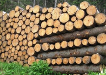 piaga-del-legno-illegale-italia-seconda-in-europa-per-controlli