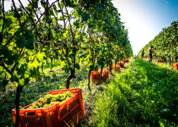 lugana-armonie-senza-tempo