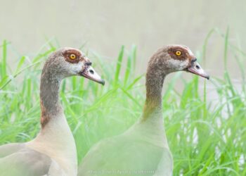 campania-prima-nidificazione-delloca-egiziana-per-il-sud-italia
