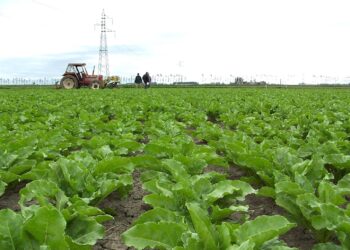 campagna-bieticola-italiana-risultati-positivi