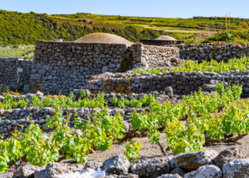 la-vite-ad-alberello-di-Pantelleria-convegno-per-salvarla