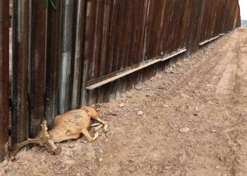 al-cervino-gli-animali-raccontano-il-cambiamento-climatico