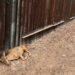 al-cervino-gli-animali-raccontano-il-cambiamento-climatico
