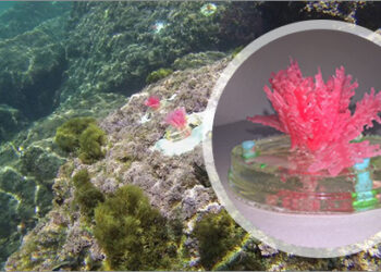 alghe-artificiali-per-studiare-il-cambiamento-climatico