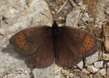 una-farfalla-dellappennino-sentinella-dei-cambiamenti-climatici