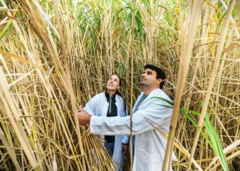 nasce-la-european-bioeconomy-university-alleanza-continentale-sulla-bioeconomia