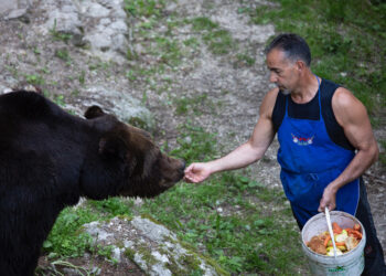 val-di-non-storia-di-amicizia-tra-orso-bruno-e-custode